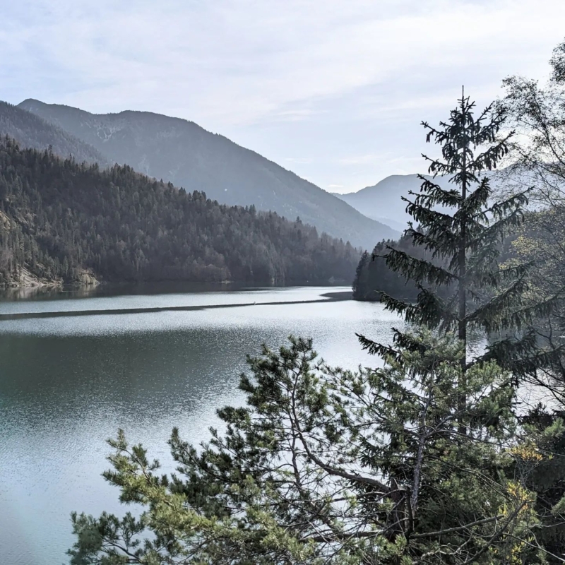 Eine grüne Tanne im Vordergrund vor einem weiten Bergsee und bewaldeten Bergen im Hintergrund.