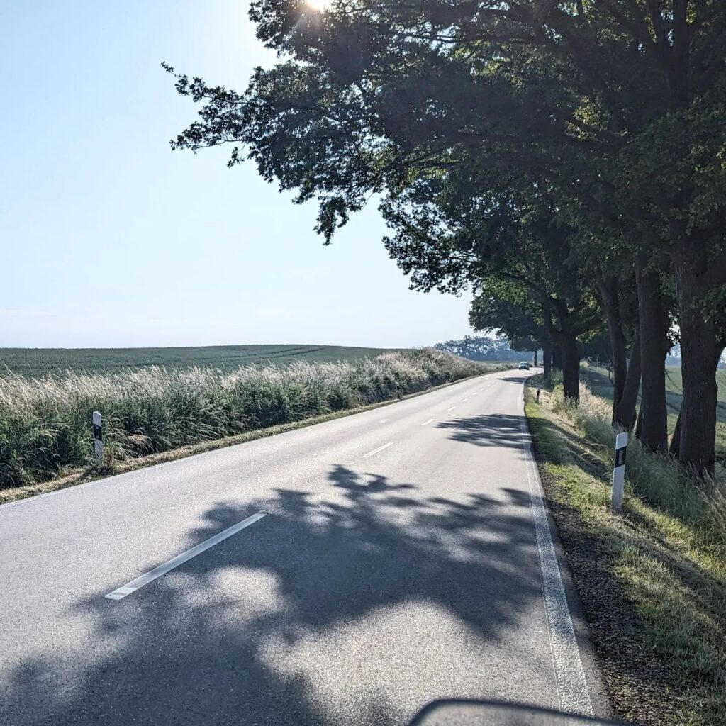 Sonnige Landstraße gesäumt von einer Allee aus großen Bäumen, daneben weite Felder unter einem klaren, hellen Himmel.
