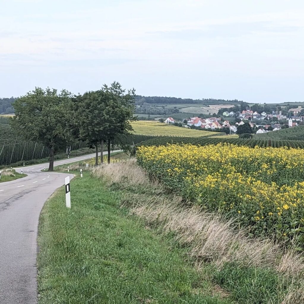 Geschwungene Landstraße führt an einem gelben Rapsfeld vorbei auf ein Dorf in hügeliger, grüner Landschaft zu.