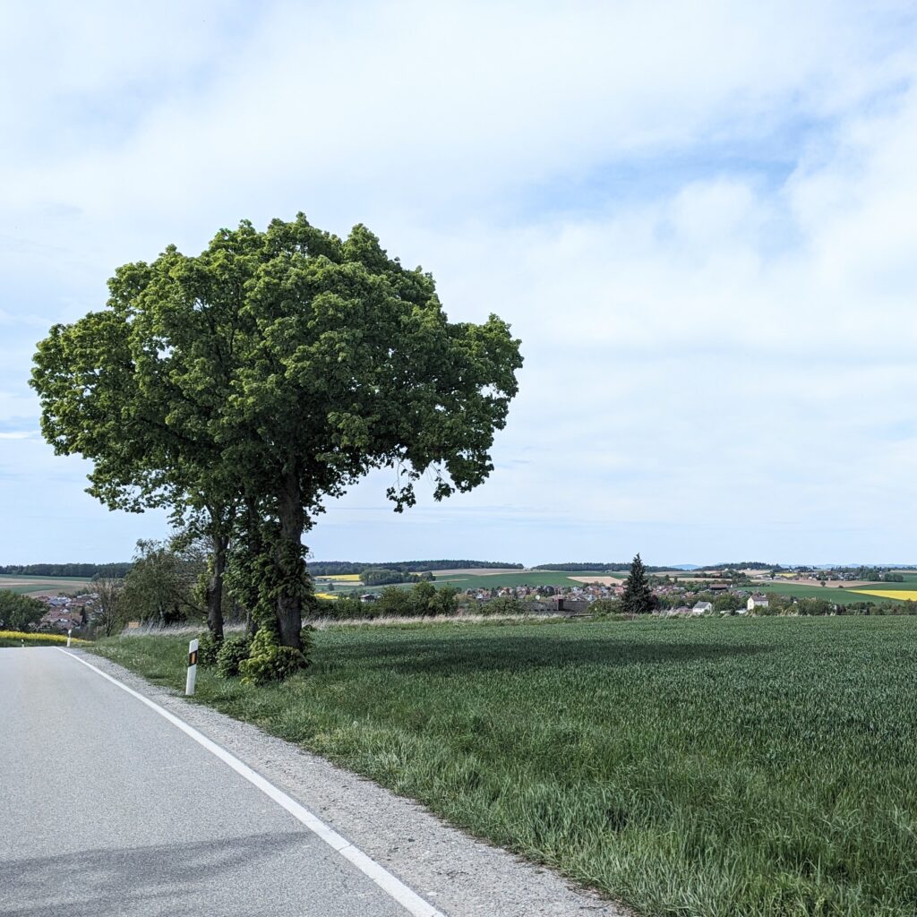 Großer grüner Baum neben einer Landstraße, die durch ein Feld mit grünem Bewuchs und einem Dorf im Hintergrund führt.