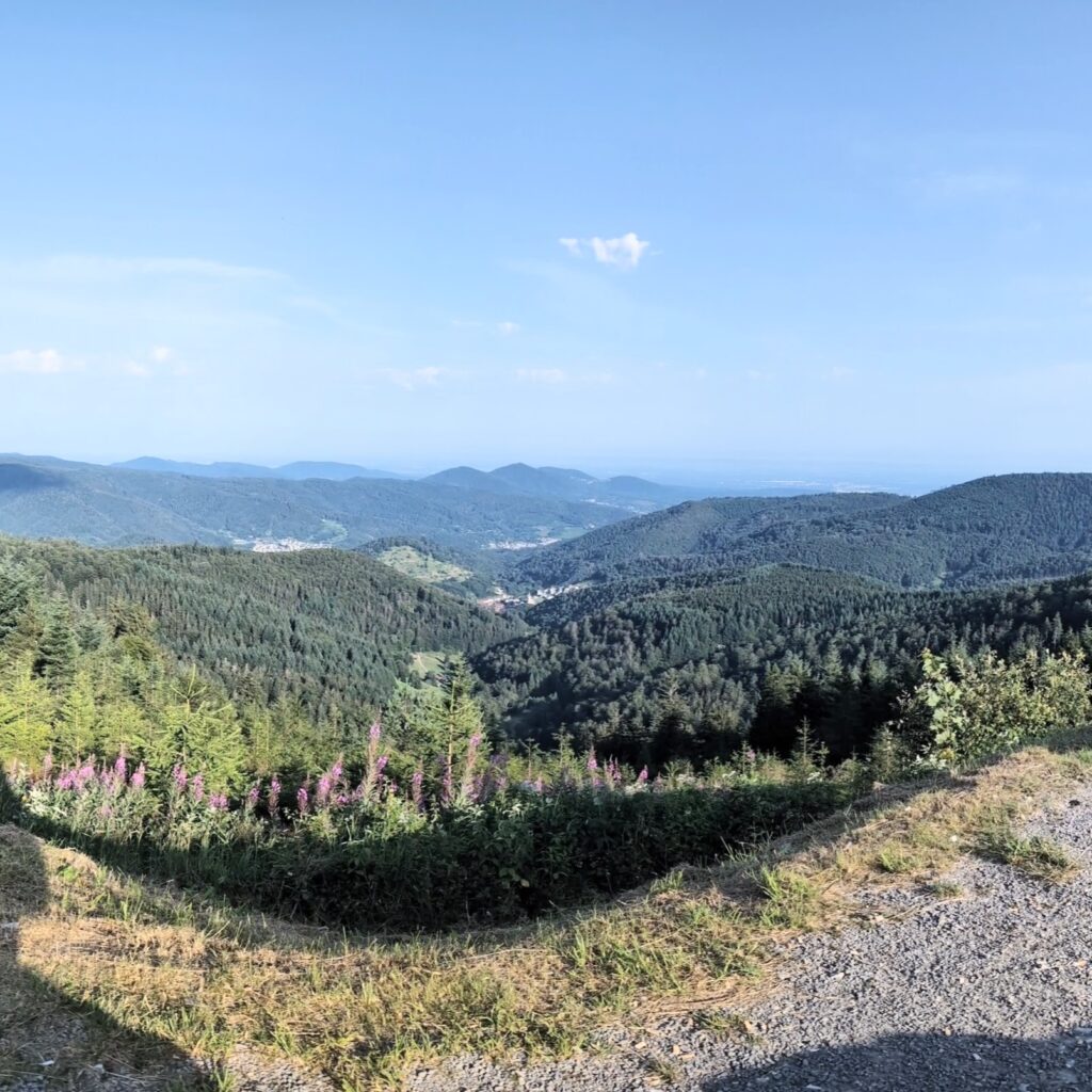 Blick über dicht bewaldete grüne Bergketten im Schwarzwald mit rosafarbenen Wildblumen im Vordergrund und blauem Himmel.