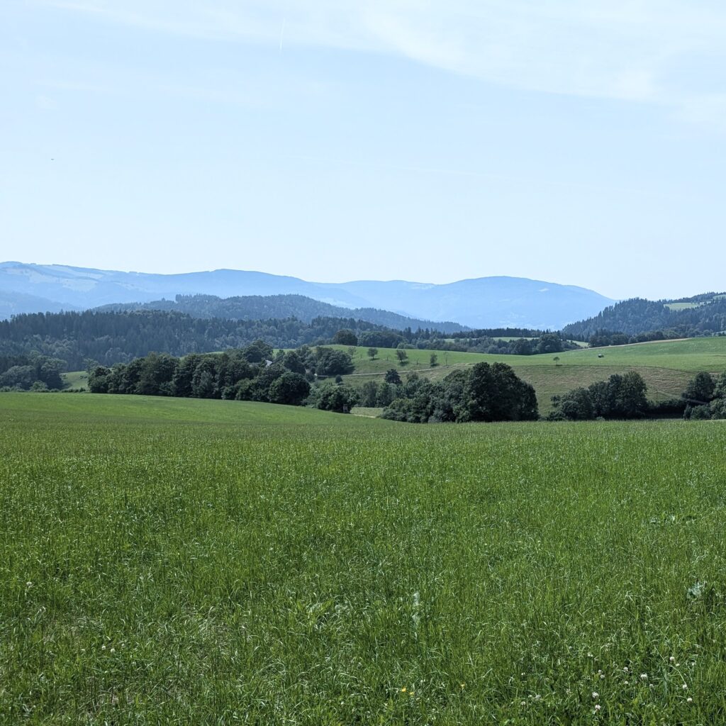Grüne Wiesenlandschaft mi