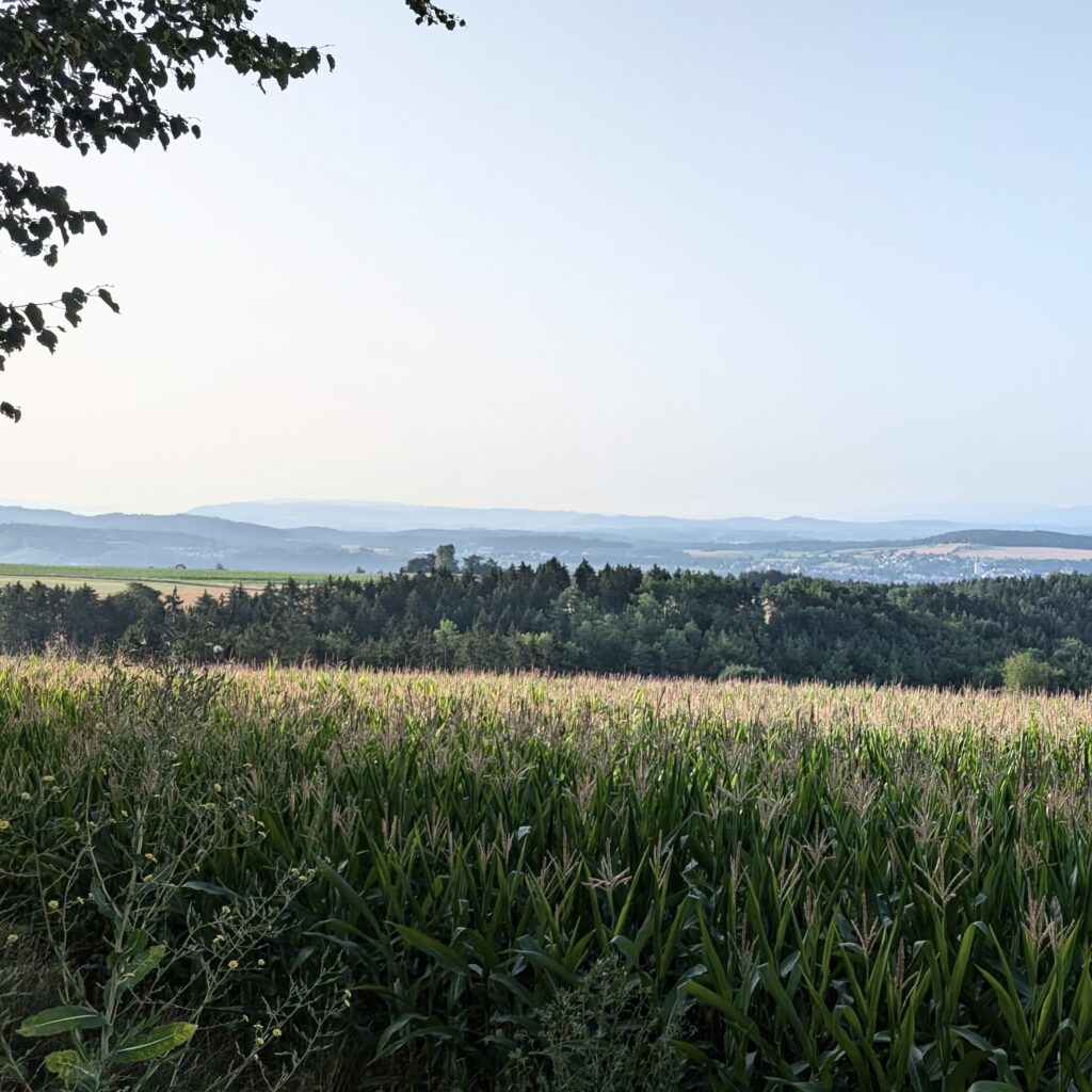 Weites Maisfeld im Vordergrund, dahinter eine bewaldete Hügelkette, die in einen dunstigen Horizont übergeht.