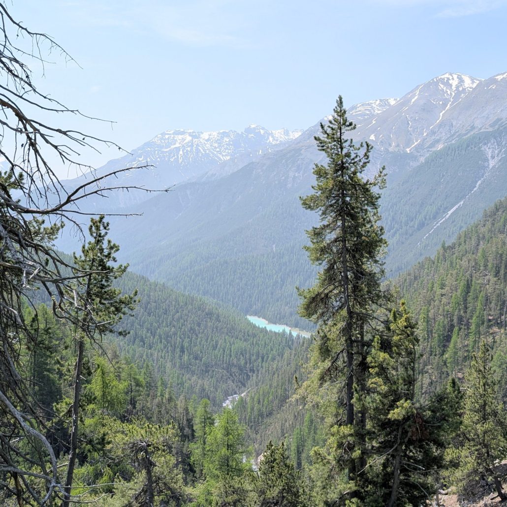 Blick über einen Nadelwald in ein tiefes Tal mit türkisblauem See oder Fluss und schneebedeckten Bergen im Hintergrund.