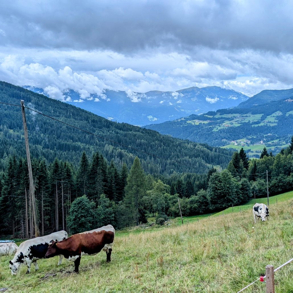Weide mit braun-weißen Kühen auf einer grünen Almwiese, im Hintergrund ein dicht bewaldetes Tal unter grauen Wolken.
